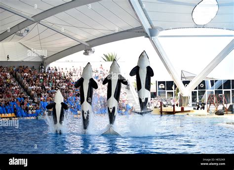 Loro Parque orca show