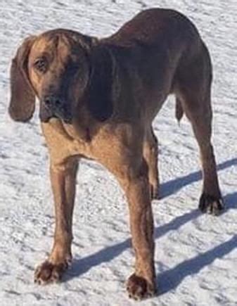 Lost Bloodhound