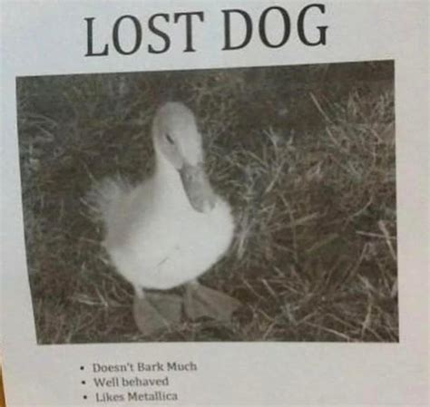 Lost Dog Meme