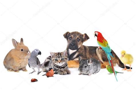 Lots Of Cute Animals Together