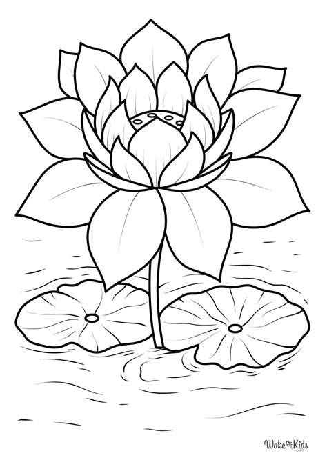 Lotus Coloring Pages