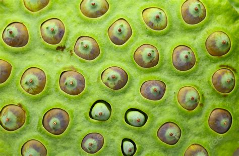 Unlocking the Secrets of Nature's Mosaic: The Enchanting Beauty and Benefits of Lotus Seed Pod Skin