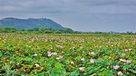 Lotus Silk Farm