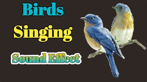 4 Loud Bugs That Make Noise at Night - A-Z Animals