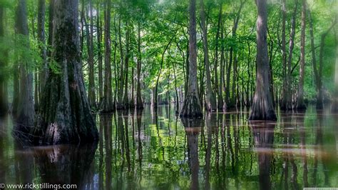 Louisiana Swamp