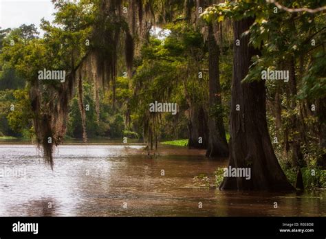 Louisiana Swamp Ecosystem