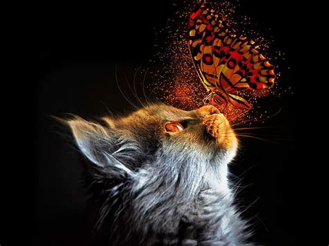 Love Cat with a Butterfly HD Wallpaper