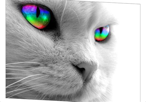 Love Cat with a Rainbow HD Wallpaper