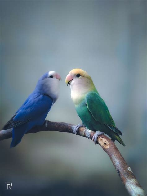Love Bird 50jt