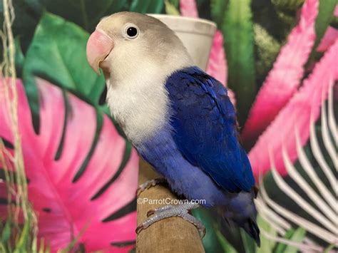 Love Bird Bs Violet