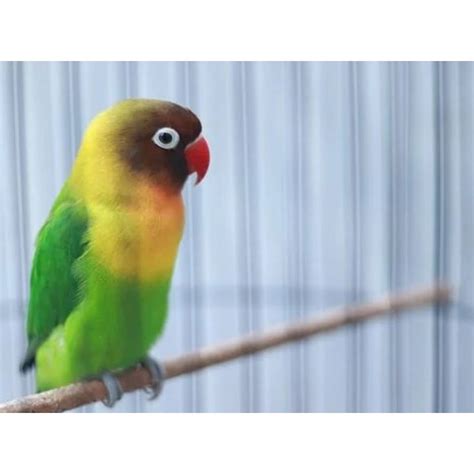 Love Bird Cemong