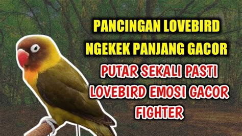Love Bird Fighter Mp3