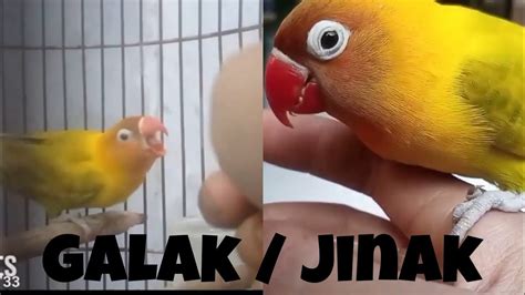 Love Bird Galak