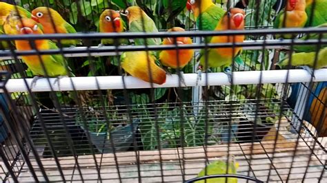 Love Bird Ijo Standart