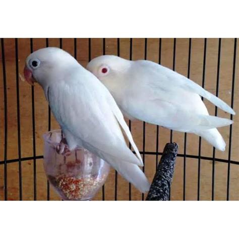 Love Bird Mata Merah