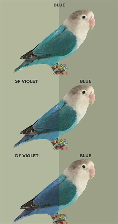 Love Bird Pas Violet