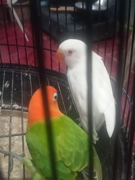Love Bird Sayur