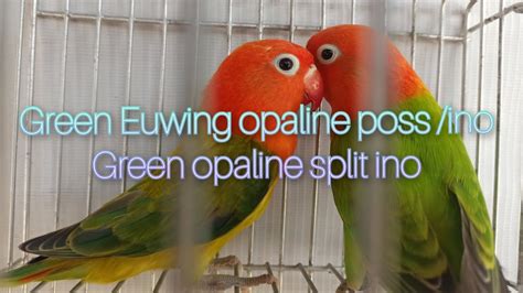 Love Bird Split Euwing