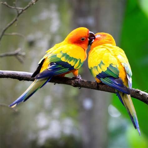 Love Birds Youtube