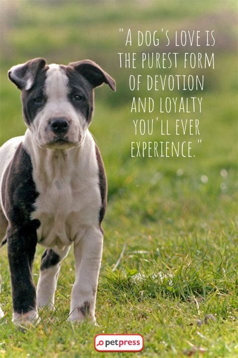 Love For Dogs Quotes