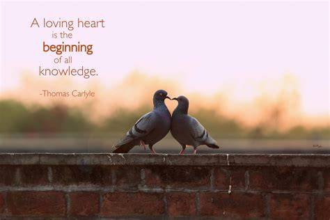 Love Quotes Birds