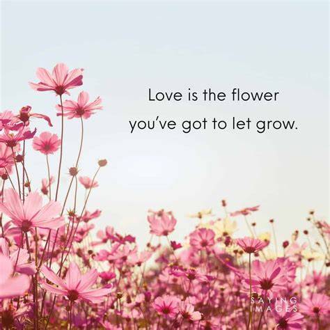 Love Quotes With Flowers