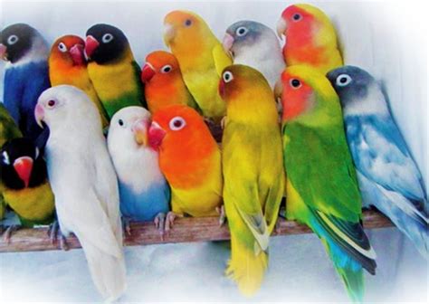 Love birds in Indonesia