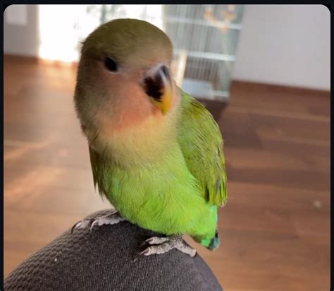 Lovebird 1 M