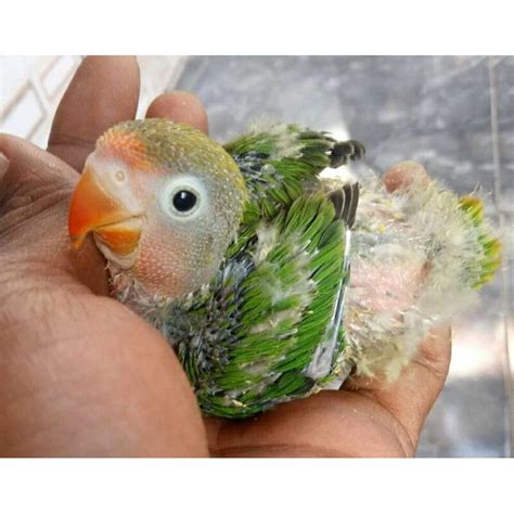 Lovebird Batman Lolohan