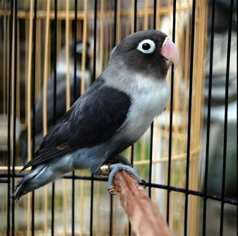Lovebird Batman Mahal