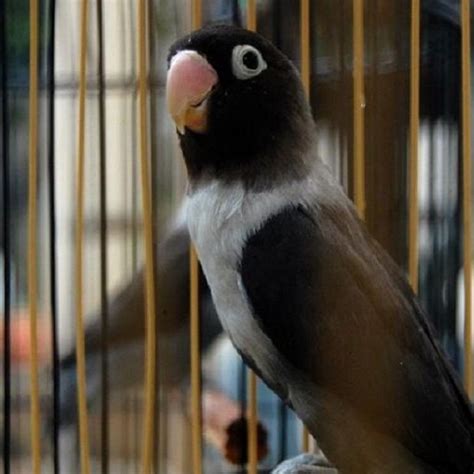 Lovebird Batman Perso