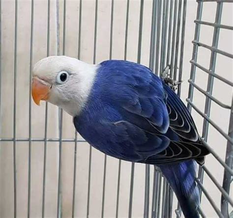 Lovebird Biola Biru