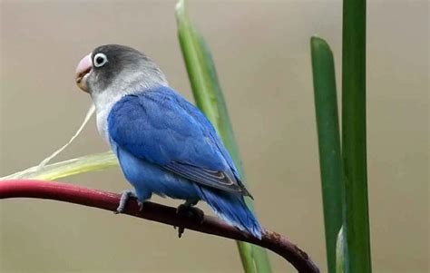 Lovebird Biola Blue