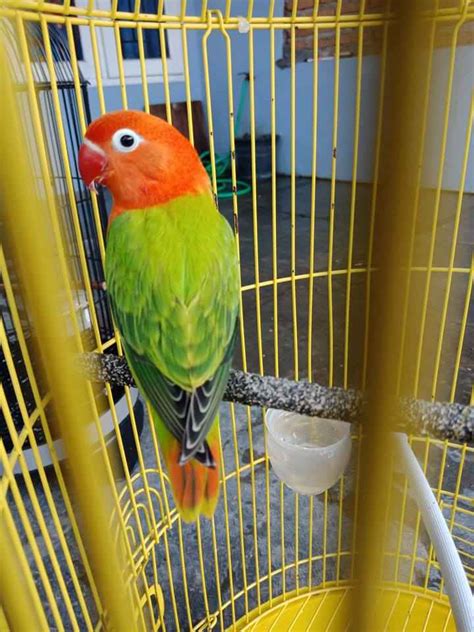 Lovebird Biola Cirinya