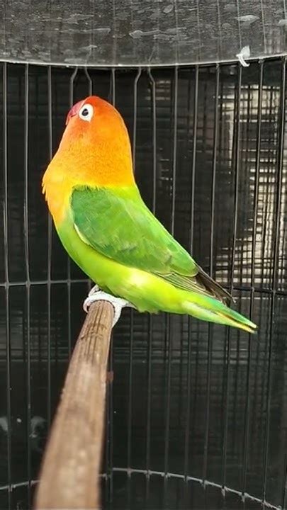 Lovebird Biola Fighter