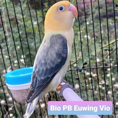 Lovebird Biola Isabel