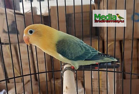 Lovebird Biola Isabella