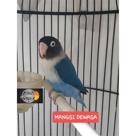 Lovebird Biola Mangsi