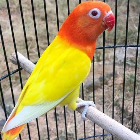 Lovebird Biola Merah