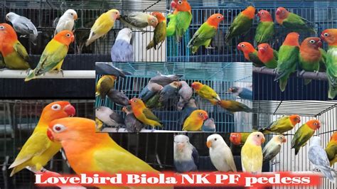 Lovebird Biola Nk
