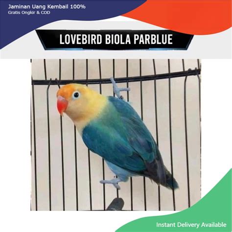 Lovebird Biola Parblue