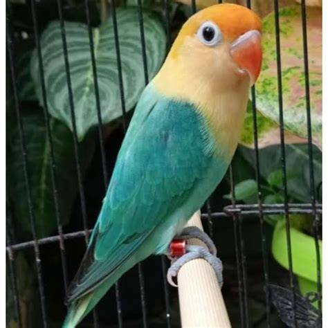 Lovebird Biola Solo