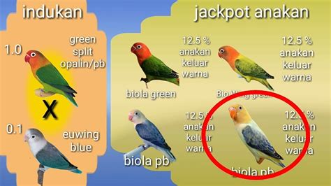 Lovebird Biola Split Pb