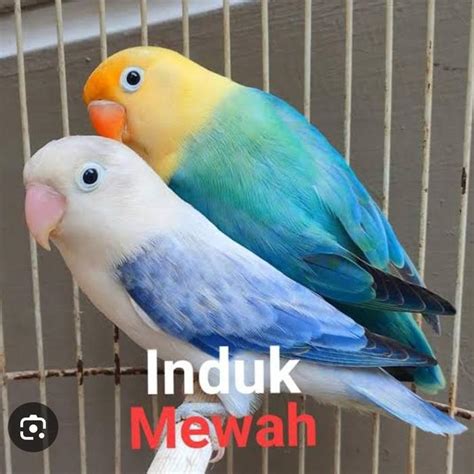 Lovebird Biola X Biola