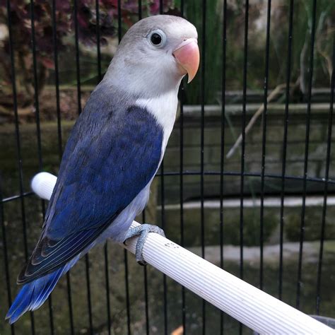 Lovebird Biru Violet