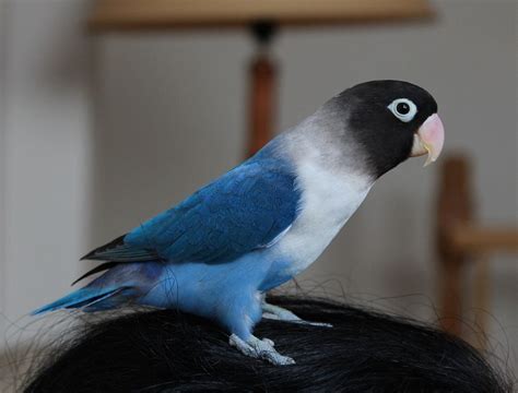 Lovebird Blue Masked
