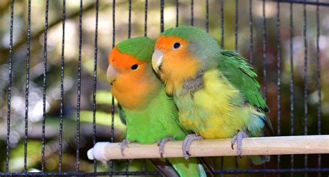 Kandang Lovebird