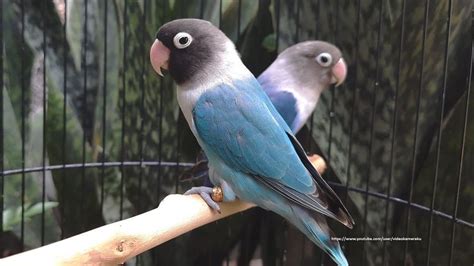 Lovebird Cobalt Blue Ice