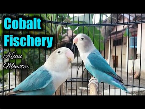 Lovebird Cobalt Fc