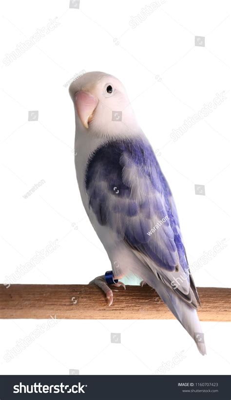 Lovebird Dark Violet
